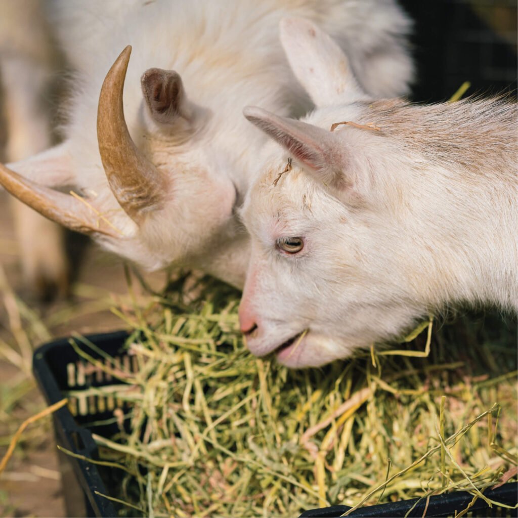 Goat Fodder
